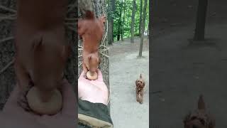 Собака, которая любит охотится на белок /A dog that likes to hunt squirrels