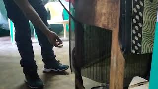 Indian rat snake masinagudi village mudumalai tiger reserve snake murali snake master