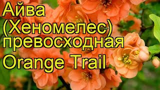Айва превосходная Оранж Трэйл. Краткий обзор, описание характеристик, где купить саженцы
