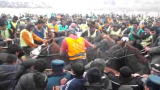 Uloq ko'pkari кукбури улок Namangan 2013
