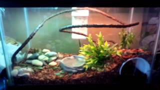 Green anole set up 10 gallon