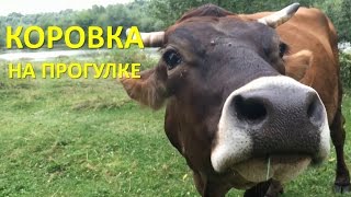 Домашние животные, откуда берется молоко, корова в деревне