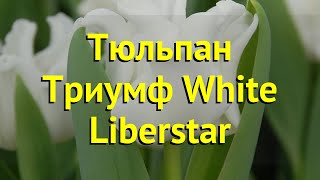 Тюльпан триумф Уайт Либерстар. Краткий обзор, описание характеристик White Liberstar