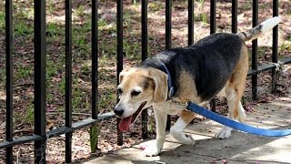 919 Dog: local dog sitting company - professional dog walkers and sitters