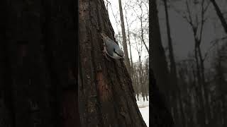 Уговариваю поползня взять орешек / I'm trying to persuade the nuthatch to take a nut