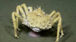Interesting Life at Palos Verdes Slope | Nautilus Live