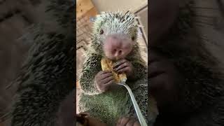 Rico Enjoys National Peanut Butter Day - Cincinnati Zoo #shorts