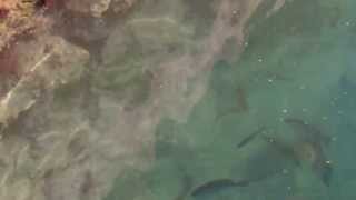 natural aquarium