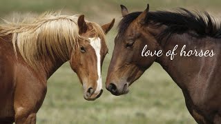 ?ЛЮБОВЬ К ЛОШАДЯМ?LOVE FOR HORSES?
