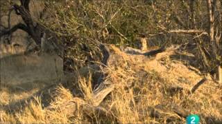 Leopardos de la isla del Arbol Muerto