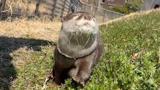 天気が良くウキウキなカワウソの散歩中に犬と遭遇！ A dog is encountered during a walk with an exuberant otter!