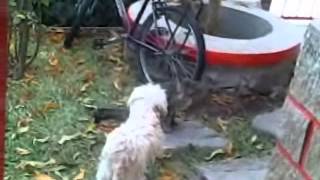 kapushino vs gatou
