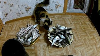 Весенняя ловля Ельца!