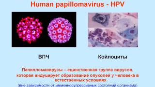 Аллокин-альфа препарат для лечения ВПЧ Вируса Папиломы Человека