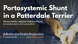 Portosystemic Shunt in a Patterdale Terrier