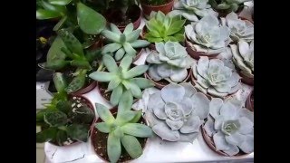 Уход за кактусами и суккулентами в зимний период. Стимулируем цветение. Денежное дерево цветет