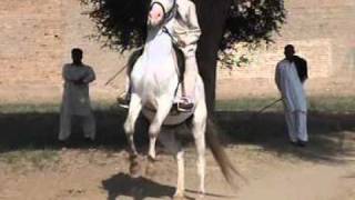 Gujjar Star Club Khukha