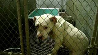 MEMPHIS ANIMAL SHELTER WALK THROUGH