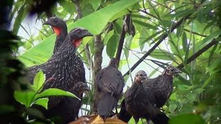 Filhotes de Jacu do Mato ( Aves do Brasil )