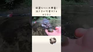 綺麗すぎる川に行ったらやばすぎた！Otter excited about a beautiful river