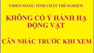 Hạt đậu lào, hút nọc độc rắn cắn, côn trùng đốt, bản rút gọn (VIDEO KHÔNG CÓ Ý HÀNH HẠ ĐỘNG VẬT)