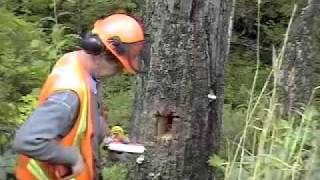 Dangerous Tree Blasting - Meeting Danger with Dynamite