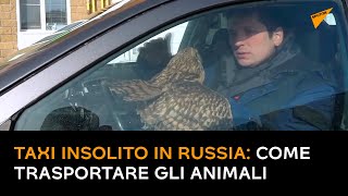 Taxi insolito in Russia: come trasportare gli animali?