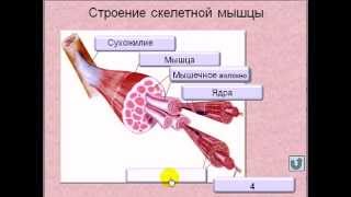 Мышечная система - мышцы человека