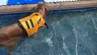 15 yo Amputee Golden Retriever Sam swims in swimming pool with life vest on