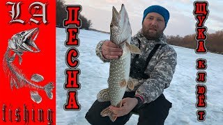 Десна порадовала щуками! Зимняя щука! Рыбалка на реке Десна 2019.
