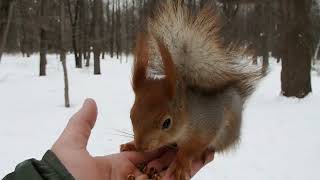 Тот Самый бельчонок опять встречает меня / The same squirrel meets me again