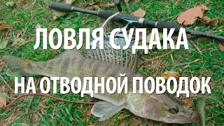 КАК ЛОВИТЬ СУДАКА на ОТВОДНОЙ ПОВОДОК
