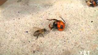 Japanese honeybee surprised by chopped head of Giant Hornet