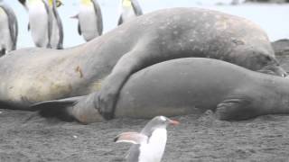 Male elephant seal forces his way on a female juvenile