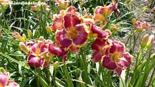 Цветение сортового лилейника GOSSIP GIRL в саду www.jardindelux.ru
