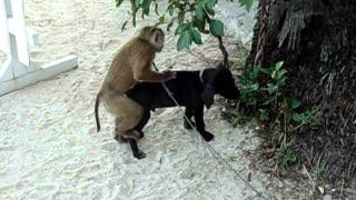 Monkey tries to have sex with dog