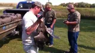Northwest Iowa Dove Hunting and A Banded Goose