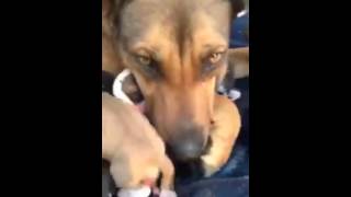 dog cries real tears when puppies rescued