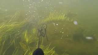 Chub spear-fishing miss, kā es netrāpīju sapalam Ventā, Не попал в голавля на реке Вента!