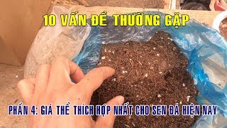 3 Công Thức Đất Trồng Sen Đá Thích Hợp Nhất Hiện Nay