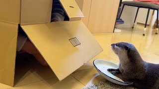 巨大段ボールの中に入ってみてカワウソにちょっかい出してみたはずだったが… I tried to get inside the cardboard box and messed with otter