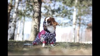 Как научить собаку команде ждать / Кавалер Кинг Чарльз спаниель
