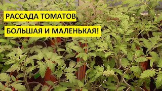 Обзор рассады томатов и перца сезон 2022 года.