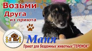 Приют Для Бездомных Животных "ТЕРЕМОК": Маня