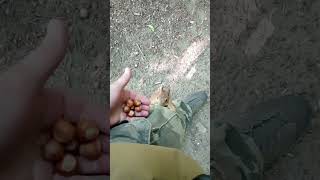 Белки / Squirrels