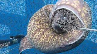 Pescasub: A caccia di serpenti....