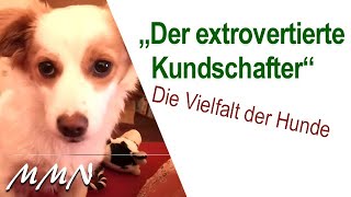 Die Vielfalt der Hunde - Der extrovertierte Kundschafter