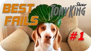 ЛУЧШИЕ ПРИКОЛЫ за Октябрь 2014 (Выпуск 1) || TonyKingShow