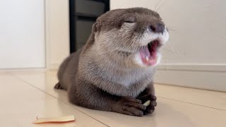 カワウソがりんごを食べるも、そっち…？ってなる動画 Video of an otter eating an apple.