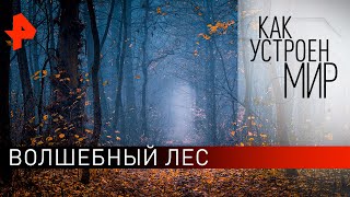 Волшебный лес. "Как устроен мир" с Тимофеем Баженовым (20.01.20).